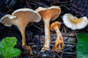  ( - HAY-F-007072)  @11 [ ] by-nc (2023) Dean Lyons Fungal Diversity Survey