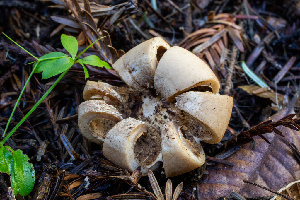  ( - HAY-F-007081)  @11 [ ] by-nc (2023) Dean Lyons Fungal Diversity Survey