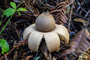  (Geastrum sp. saccatum-PNW02 - HAY-F-007081)  @11 [ ] by-nc (2023) Dean Lyons Fungal Diversity Survey