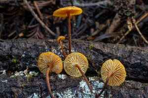  ( - HAY-F-007074)  @11 [ ] by-nc (2023) Dean Lyons Fungal Diversity Survey