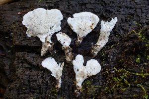  (Tenuipostia - HAY-F-007075)  @11 [ ] by-nc (2023) Dean Lyons Fungal Diversity Survey