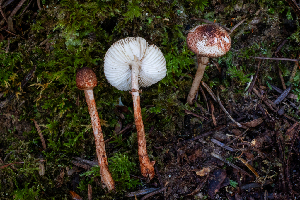  ( - HAY-F-007167)  @11 [ ] by-nc (2023) Dean Lyons Fungal Diversity Survey