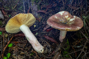  ( - HAY-F-007108)  @11 [ ] by-nc (2023) Dean Lyons Fungal Diversity Survey