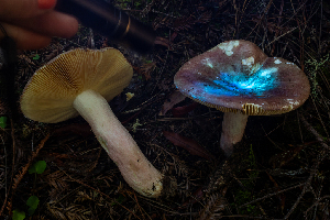  ( - HAY-F-007108)  @11 [ ] by-nc (2023) Dean Lyons Fungal Diversity Survey