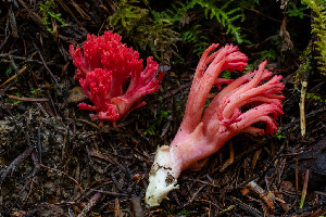  ( - HAY-F-007109)  @11 [ ] by-nc (2023) Dean Lyons Fungal Diversity Survey