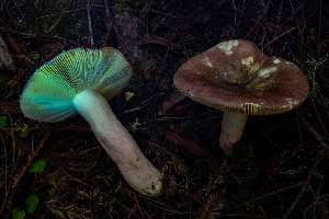  ( - HAY-F-007108)  @11 [ ] by-nc (2023) Dean Lyons Fungal Diversity Survey