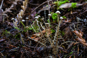  ( - HAY-F-007165)  @11 [ ] by-nc (2023) Dean Lyons Fungal Diversity Survey
