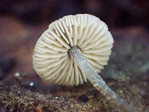  ( - HAY-F-007165)  @11 [ ] by-nc (2023) Dean Lyons Fungal Diversity Survey
