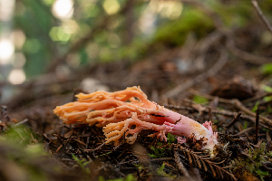  ( - HAY-F-007110)  @11 [ ] by-nc (2023) Dean Lyons Fungal Diversity Survey