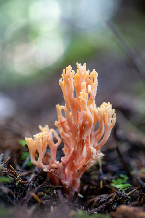  ( - HAY-F-007110)  @11 [ ] by-nc (2023) Dean Lyons Fungal Diversity Survey