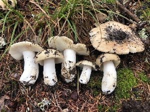  ( - HAY-F-007122)  @11 [ ] by-nc (2023) Dean Lyons Fungal Diversity Survey