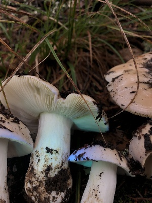  ( - HAY-F-007122)  @11 [ ] by-nc (2023) Dean Lyons Fungal Diversity Survey