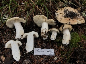  ( - HAY-F-007122)  @11 [ ] by-nc (2023) Dean Lyons Fungal Diversity Survey