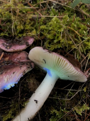  ( - HAY-F-007123)  @11 [ ] by-nc (2023) Dean Lyons Fungal Diversity Survey