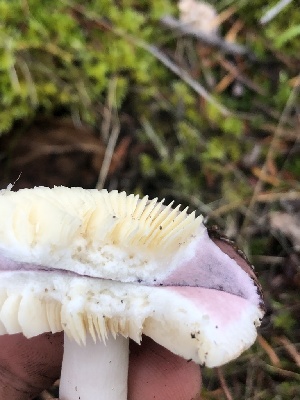  ( - HAY-F-007123)  @11 [ ] by-nc (2023) Dean Lyons Fungal Diversity Survey