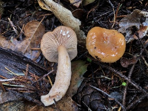  ( - HAY-F-007157)  @11 [ ] by-nc (2023) Dean Lyons Fungal Diversity Survey