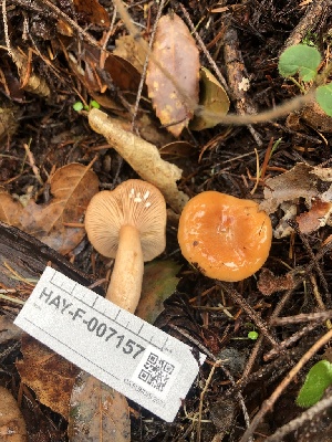  ( - HAY-F-007157)  @11 [ ] by-nc (2023) Dean Lyons Fungal Diversity Survey