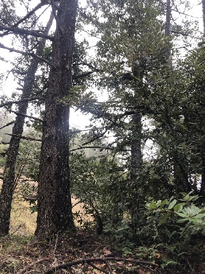  ( - HAY-F-007157)  @11 [ ] by-nc (2023) Dean Lyons Fungal Diversity Survey