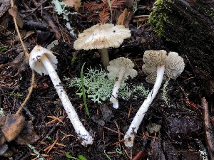  (Pseudosperma sp. sororium-PNW08 - HAY-F-007125)  @11 [ ] by-nc (2023) Dean Lyons Fungal Diversity Survey