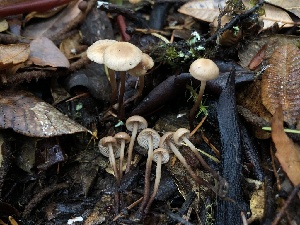  (Mycetinis copelandii - HAY-F-007132)  @11 [ ] by-nc (2023) Dean Lyons Fungal Diversity Survey