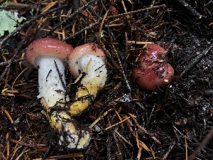  ( - HAY-F-007128)  @11 [ ] by-nc (2023) Dean Lyons Fungal Diversity Survey