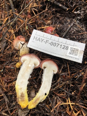 ( - HAY-F-007128)  @11 [ ] by-nc (2023) Dean Lyons Fungal Diversity Survey