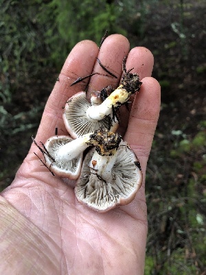  ( - HAY-F-007128)  @11 [ ] by-nc (2023) Dean Lyons Fungal Diversity Survey