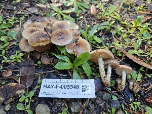  ( - HAY-F-005548)  @11 [ ] by (2023) Mandy Hackney Fungal Diversity Survey