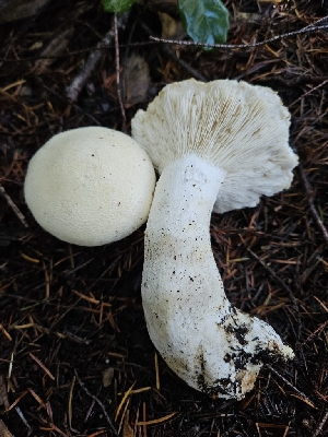  ( - HAY-F-005545)  @11 [ ] by (2023) Mandy Hackney Fungal Diversity Survey