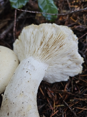  ( - HAY-F-005545)  @11 [ ] by (2023) Mandy Hackney Fungal Diversity Survey