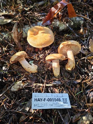  ( - HAY-F-005546)  @11 [ ] by (2023) Mandy Hackney Fungal Diversity Survey