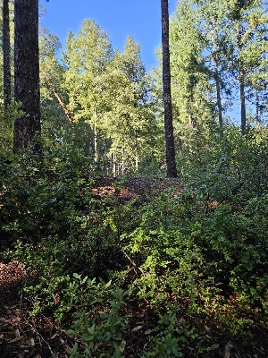  ( - HAY-F-005546)  @11 [ ] by (2023) Mandy Hackney Fungal Diversity Survey