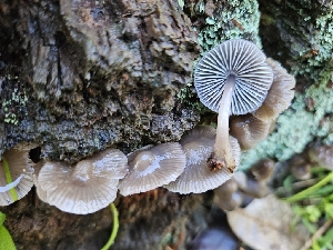  (Mycena sp. maculata-IN01 - HAY-F-005536)  @11 [ ] by (2023) Mandy Hackney Fungal Diversity Survey