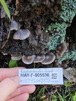  ( - HAY-F-005536)  @11 [ ] by (2023) Mandy Hackney Fungal Diversity Survey