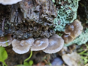  ( - HAY-F-005536)  @11 [ ] by (2023) Mandy Hackney Fungal Diversity Survey