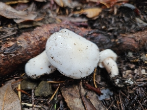  (Hygrophorus sp. eburneus-PNW01 - HAY-F-005550)  @11 [ ] by (2023) Mandy Hackney Fungal Diversity Survey