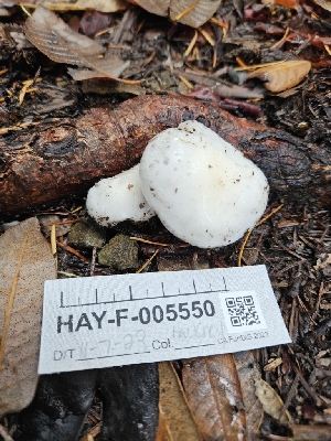  ( - HAY-F-005550)  @11 [ ] by (2023) Mandy Hackney Fungal Diversity Survey