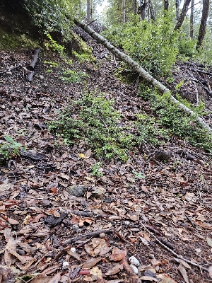  ( - HAY-F-005550)  @11 [ ] by (2023) Mandy Hackney Fungal Diversity Survey