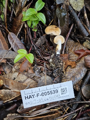  ( - HAY-F-005539)  @11 [ ] by (2023) Mandy Hackney Fungal Diversity Survey