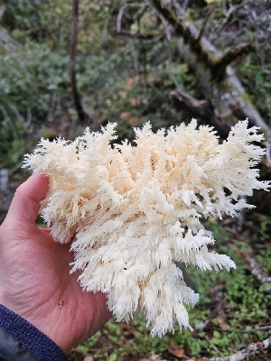  ( - HAY-F-005552)  @11 [ ] by (2023) Mandy Hackney Fungal Diversity Survey