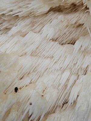  ( - HAY-F-005552)  @11 [ ] by (2023) Mandy Hackney Fungal Diversity Survey