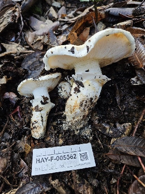  ( - HAY-F-005562)  @11 [ ] by (2023) Mandy Hackney Fungal Diversity Survey