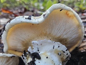  ( - HAY-F-005562)  @11 [ ] by (2023) Mandy Hackney Fungal Diversity Survey