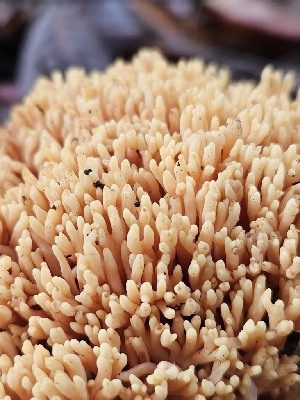  ( - HAY-F-005529)  @11 [ ] by (2023) Mandy Hackney Fungal Diversity Survey