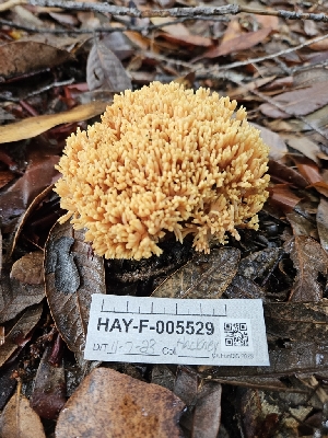  ( - HAY-F-005529)  @11 [ ] by (2023) Mandy Hackney Fungal Diversity Survey