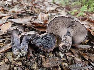  ( - HAY-F-005563)  @11 [ ] by (2023) Mandy Hackney Fungal Diversity Survey