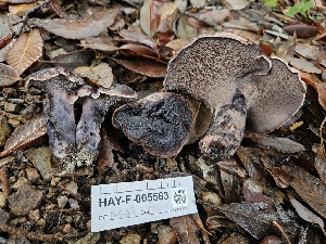  (Hydnellum fuscoindicum - HAY-F-005563)  @11 [ ] by (2023) Mandy Hackney Fungal Diversity Survey