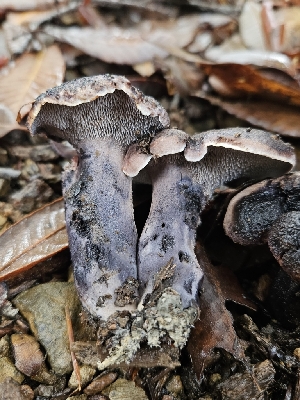  ( - HAY-F-005563)  @11 [ ] by (2023) Mandy Hackney Fungal Diversity Survey
