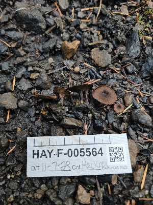  (Coltricia sp. confluens-CA01 - HAY-F-005564)  @11 [ ] by (2023) Mandy Hackney Fungal Diversity Survey