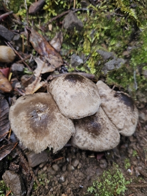  (Tricholoma sp. saponaceum-CA01 - HAY-F-005533)  @11 [ ] by (2023) Mandy Hackney Fungal Diversity Survey